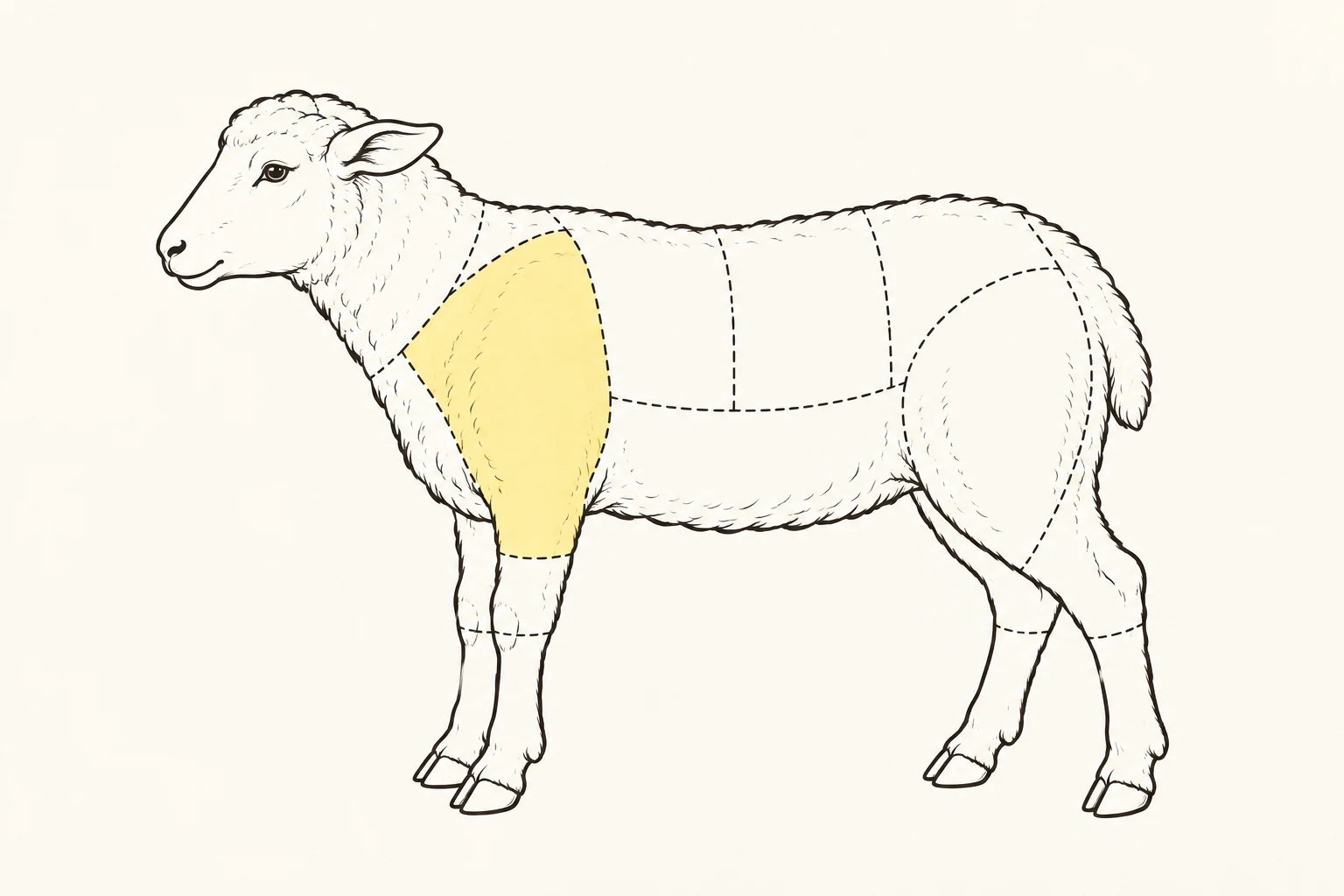 Orientacyjne położenie elementu zaznaczone na żółto: Łopatka jagnięca / Lamb shoulder.