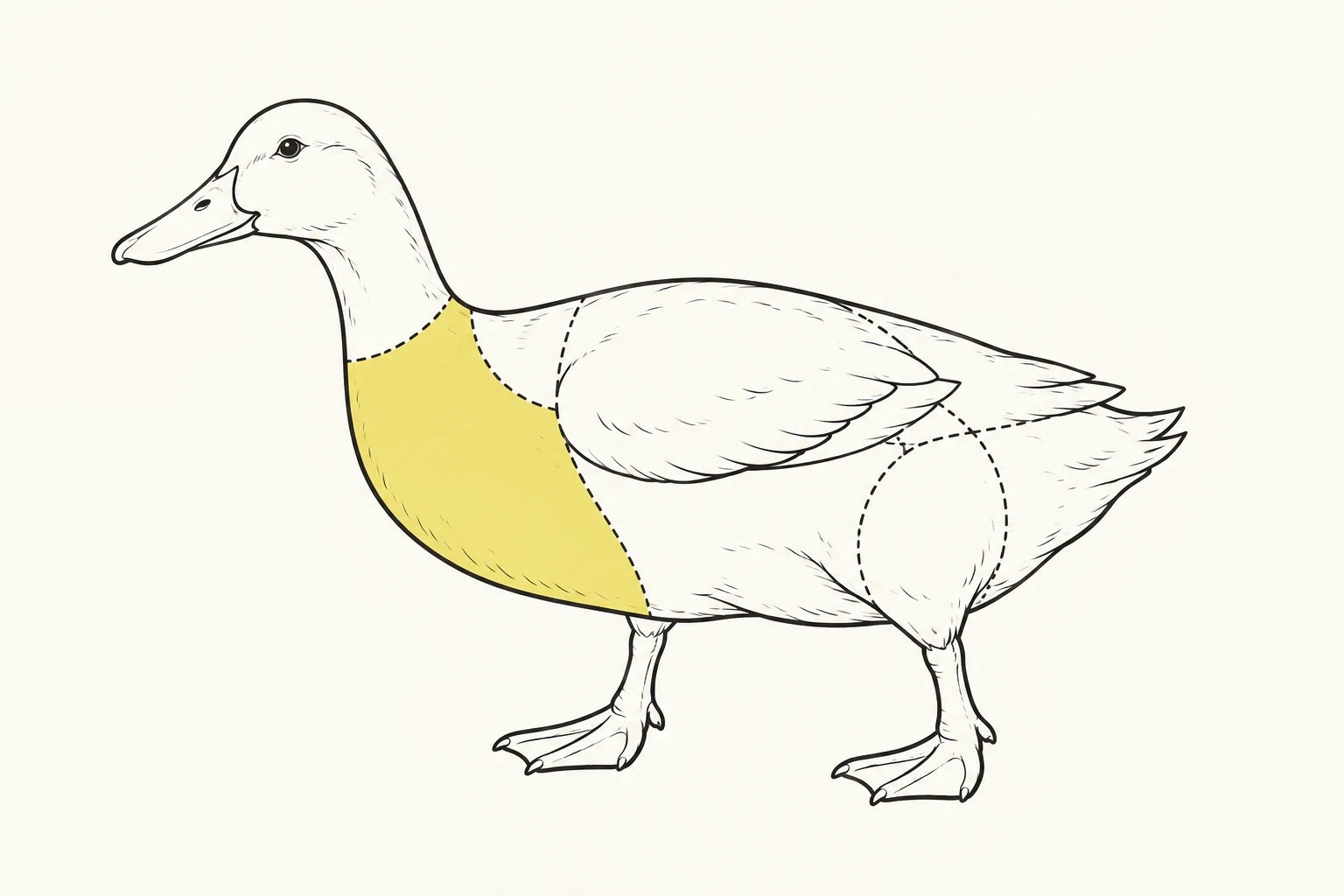 Orientacyjne położenie elementu zaznaczone na żółto: Pierś kaczki / Duck breast.