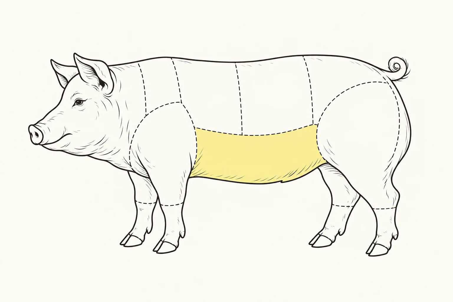 Orientacyjne położenie elementu zaznaczone na żółto: Boczek wieprzowy / Pork belly.