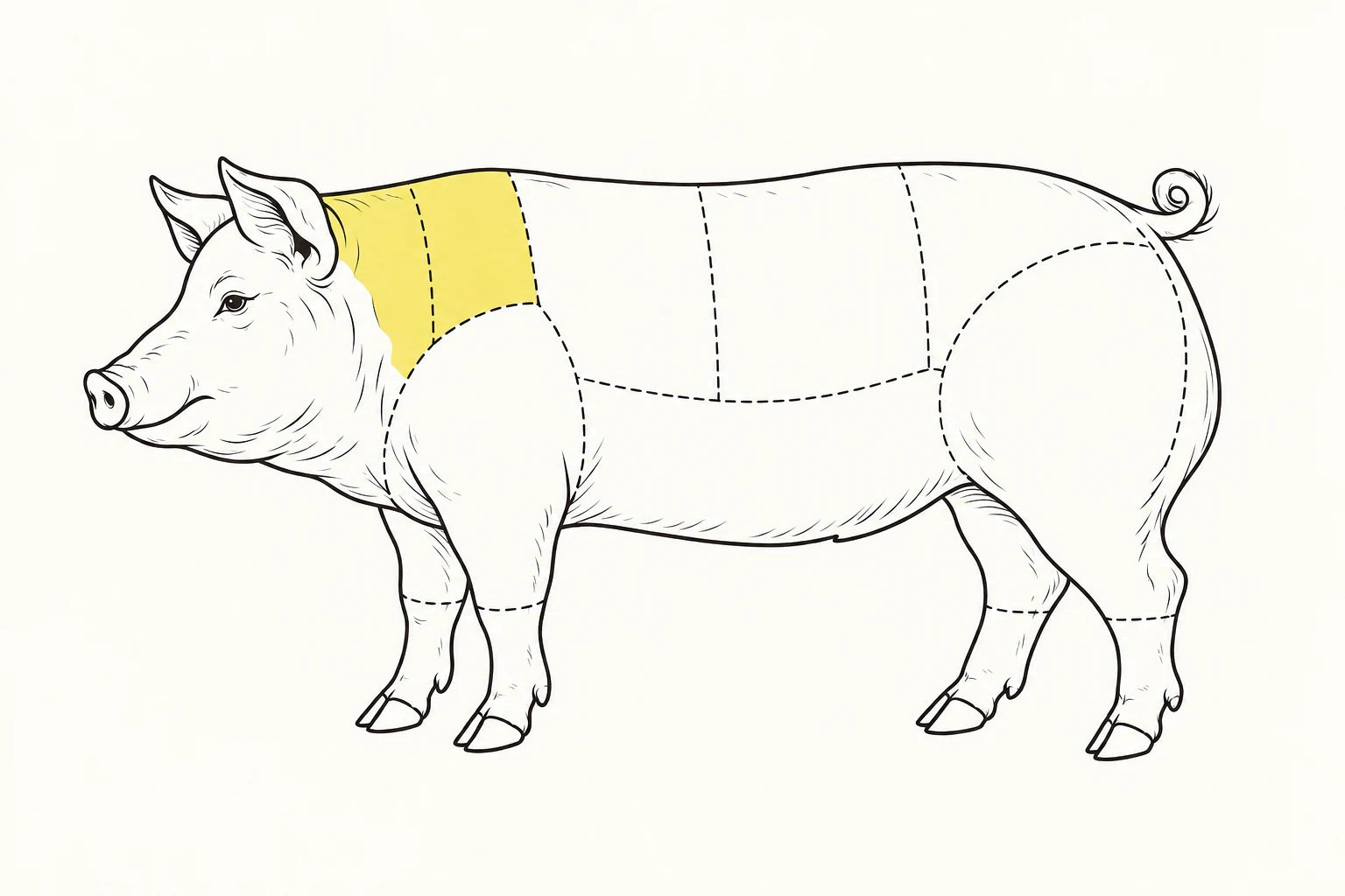 Orientacyjne położenie elementu zaznaczone na żółto: Karkówka wieprzowa / Pork collar.